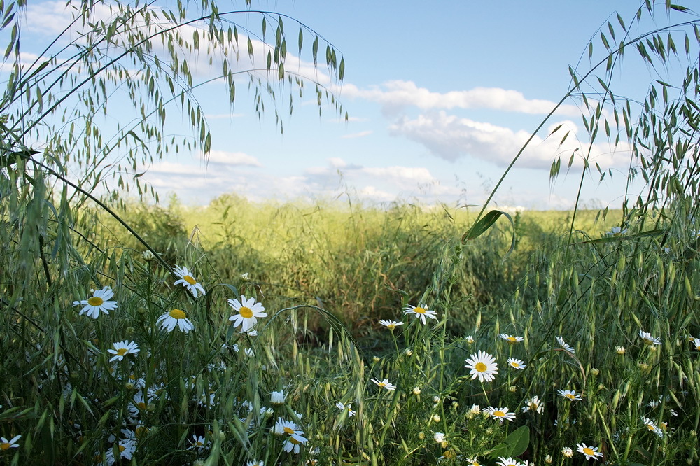 Summer meadow | meadow, summer, camomile, grass