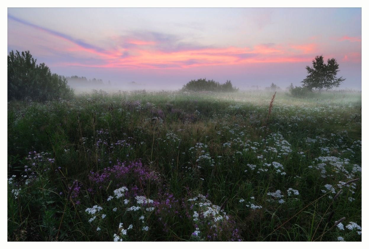 Lilac morning | morning, meadow, dawn, grass