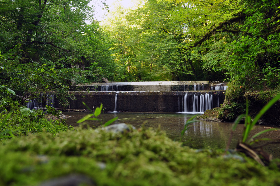 Waterfall in the wood | waterfall, wood, tree, river