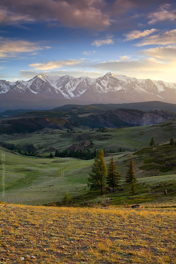 Altai | Altai, snowy peak, mountain, spruce
