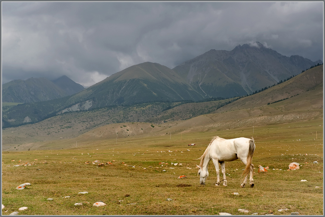 White horse | horse, hills, hillside, rain clouds