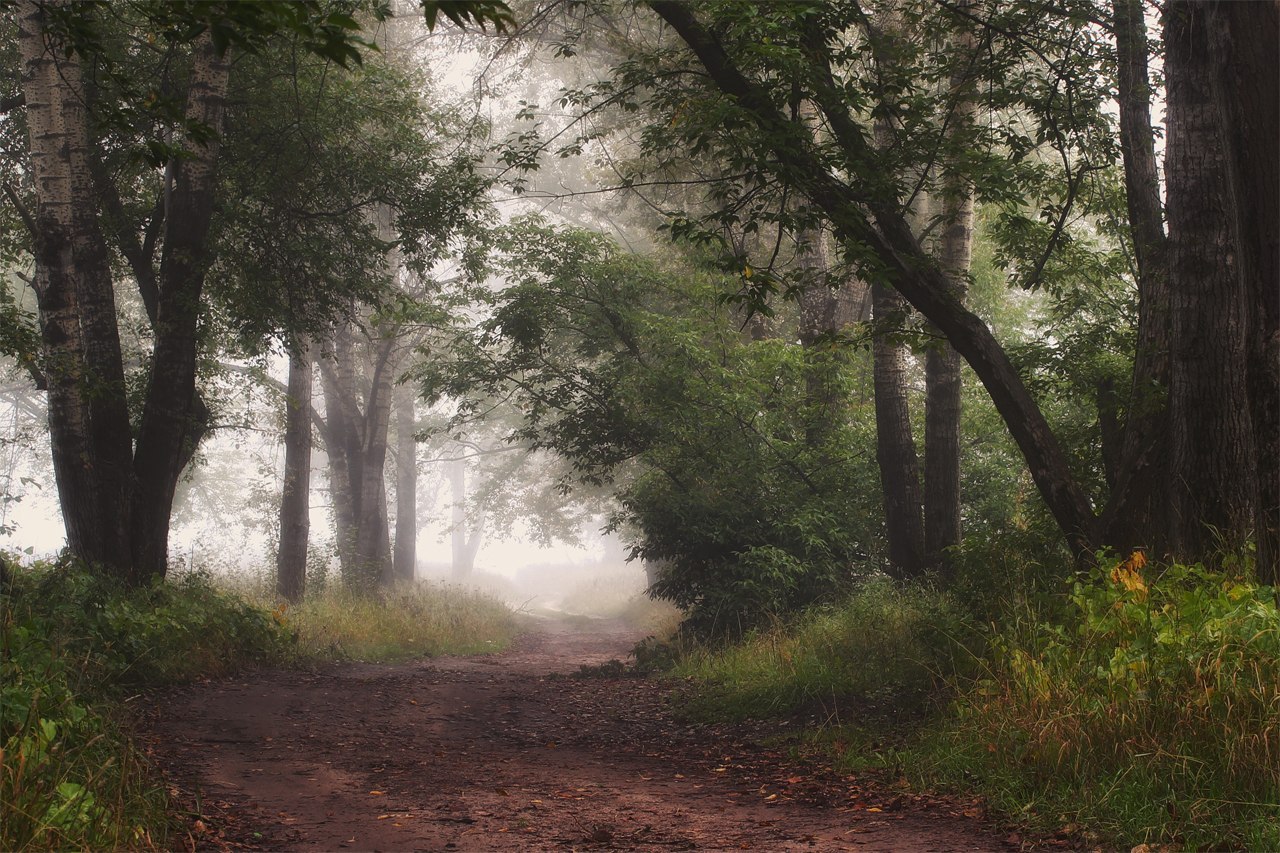 Path through the wood | path, wood, tree, haze