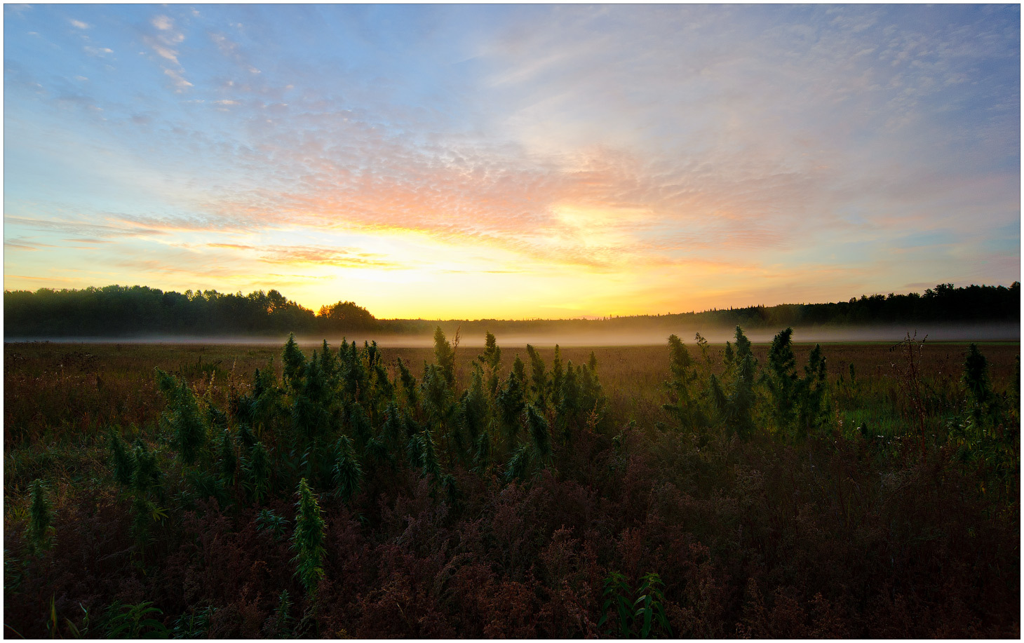 Landscape, at dawn | landscape, morning, fog, sky, dawn, forest, skyline, grass, light, field