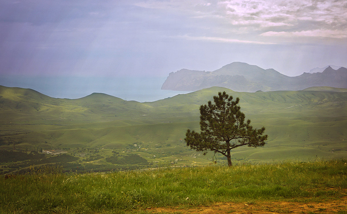 Kimmeria | Kimmeria, sunbeams, field, spruce