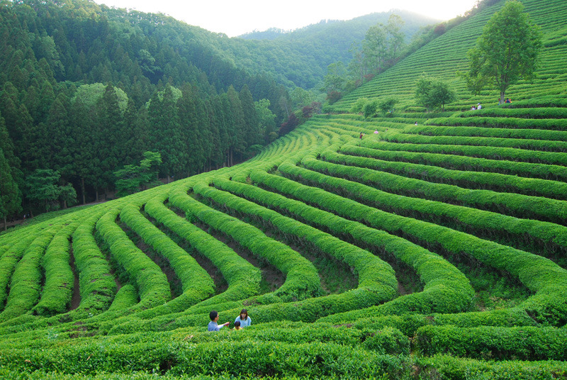 Tea garden | tea garden, hill, sky, summer