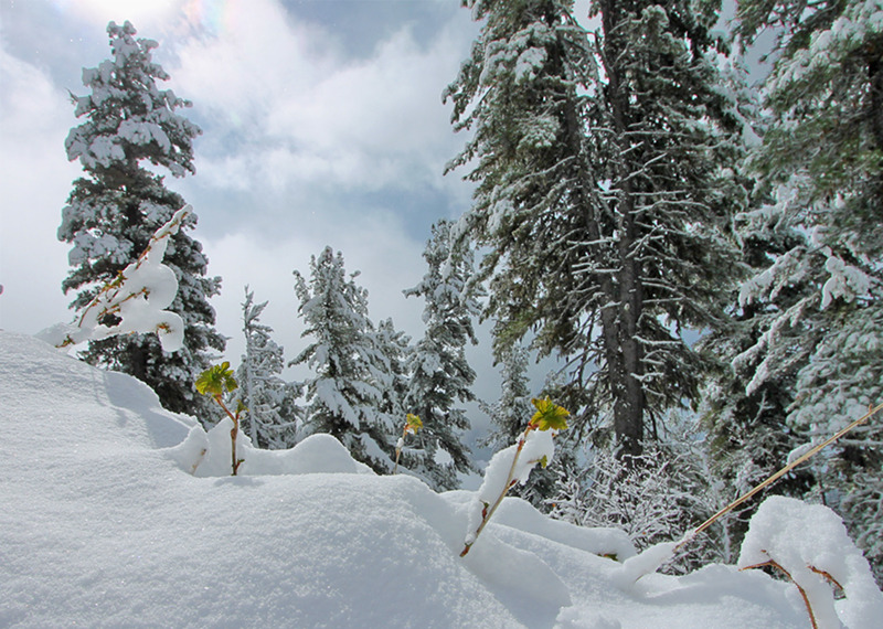 Winter in the mountains | spruce, winter, snow, hillside