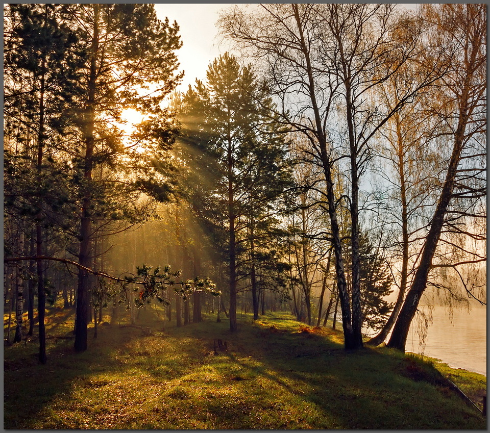 Shadows of the spring | spring, forest, shode, trees