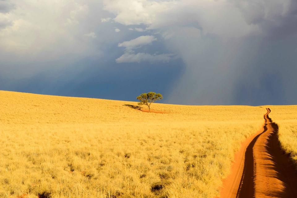 Road through the field  | field, road, tree, overcast