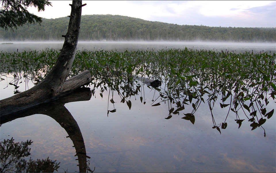 Landscape, fog on a lake  | landscape, forest, water, fog, line, bough, hydrophyte, reflection, sky, green