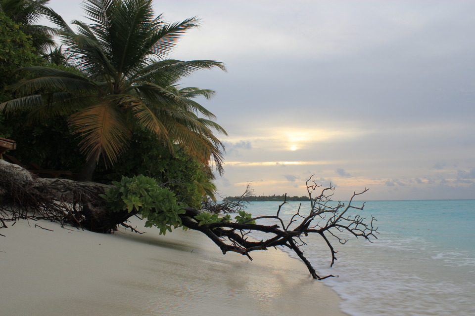 Palm on the beach | palm , beach, sea, sky