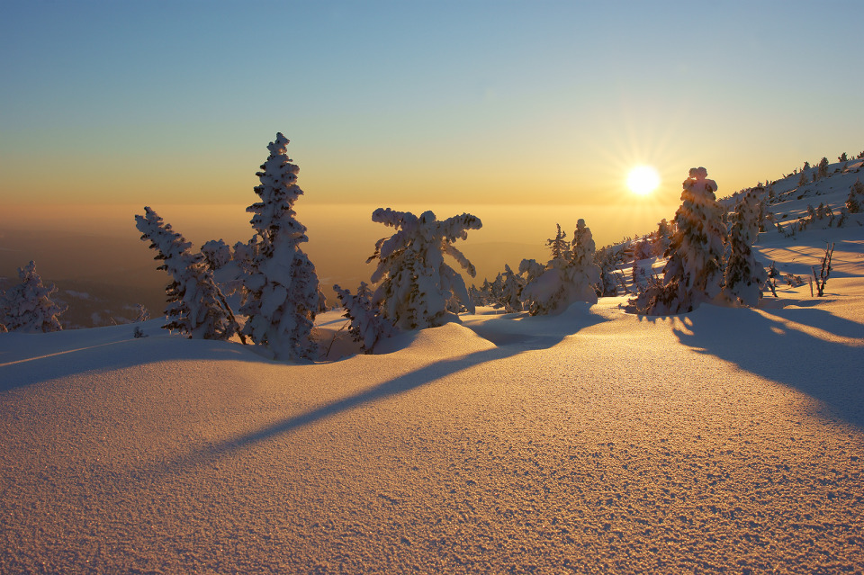 Orange mood | spruce, snow, winter, sun