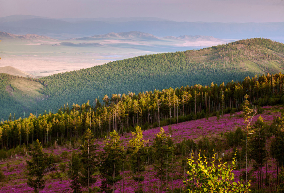 The Sayan Mountains | landscape, nature, outdoor, rose-bay, trees, sunny, flowers, green, Sayan Mountains, skyline