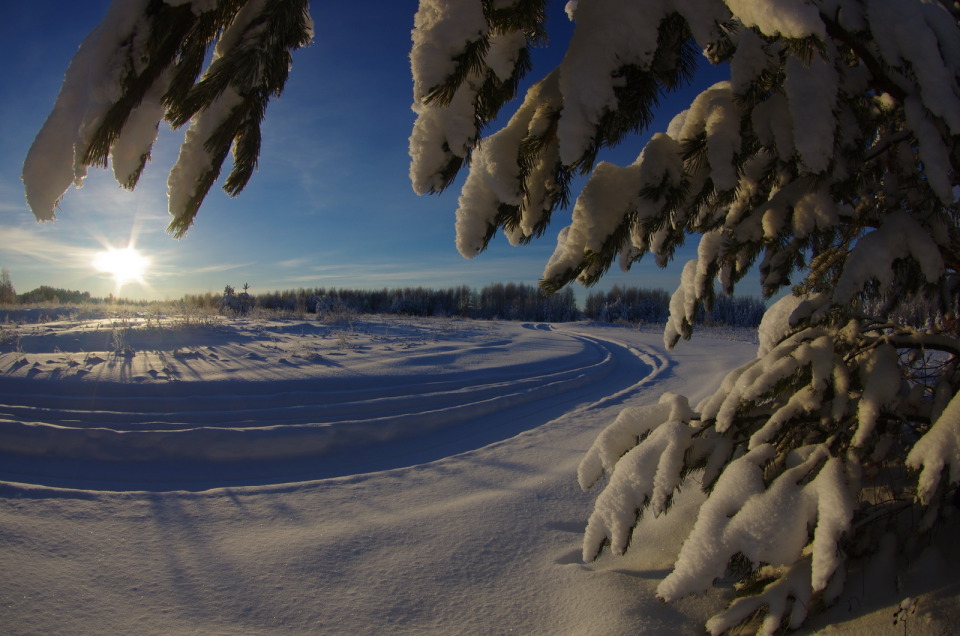 Branches of fir in snow | landscape      , nature, winter, snow, frost, sun, forest, sky, fir, branches 