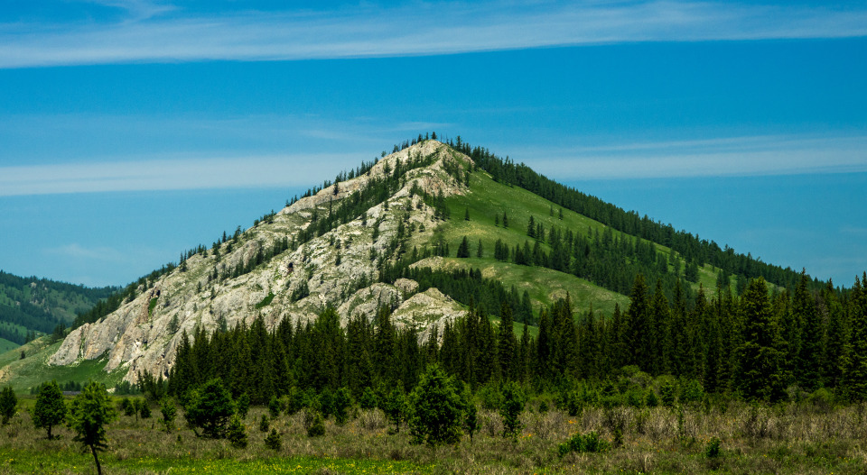 White-green mountain | mountain, hillside, spruces, grass