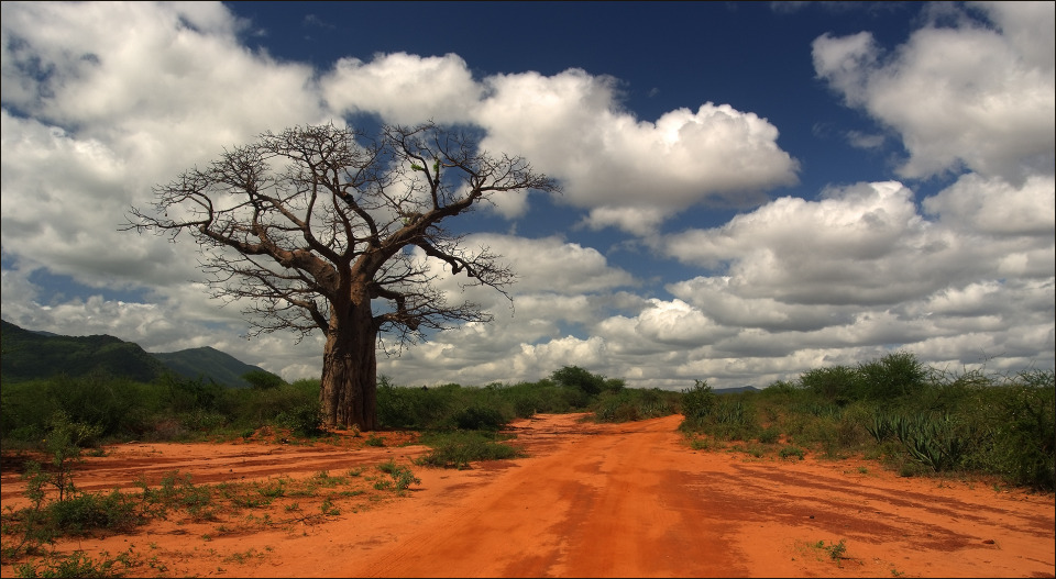 Colours of Africa | africa, colours, sand, tree