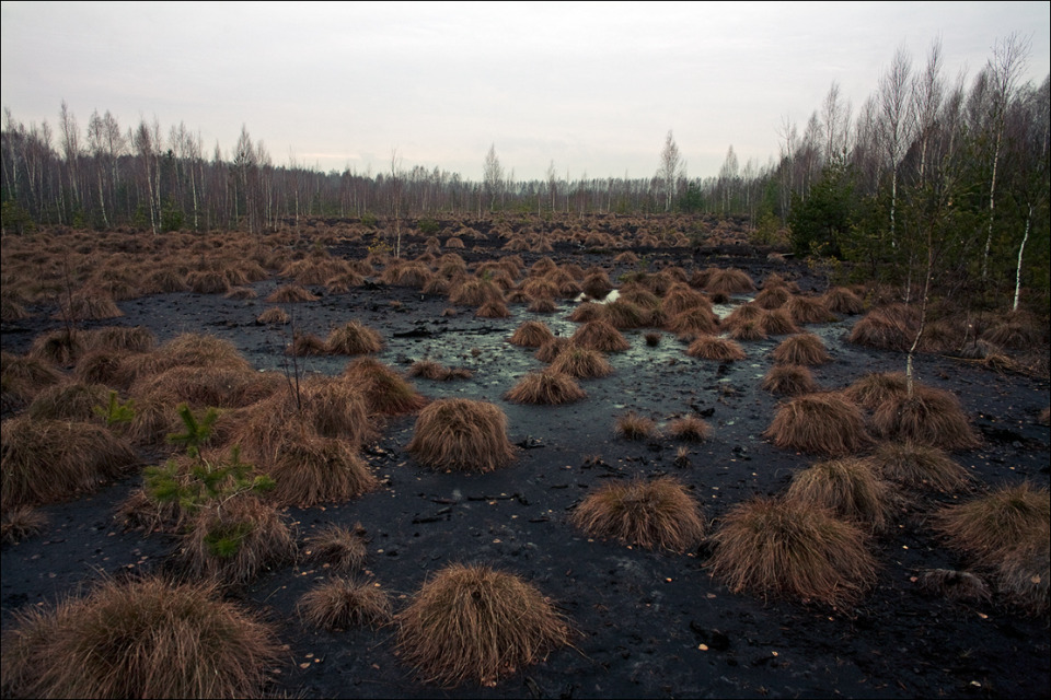 In expectation of winter, december | landscape, December, trees, birches, greyness, dry, grass, forest, sky, in expectation