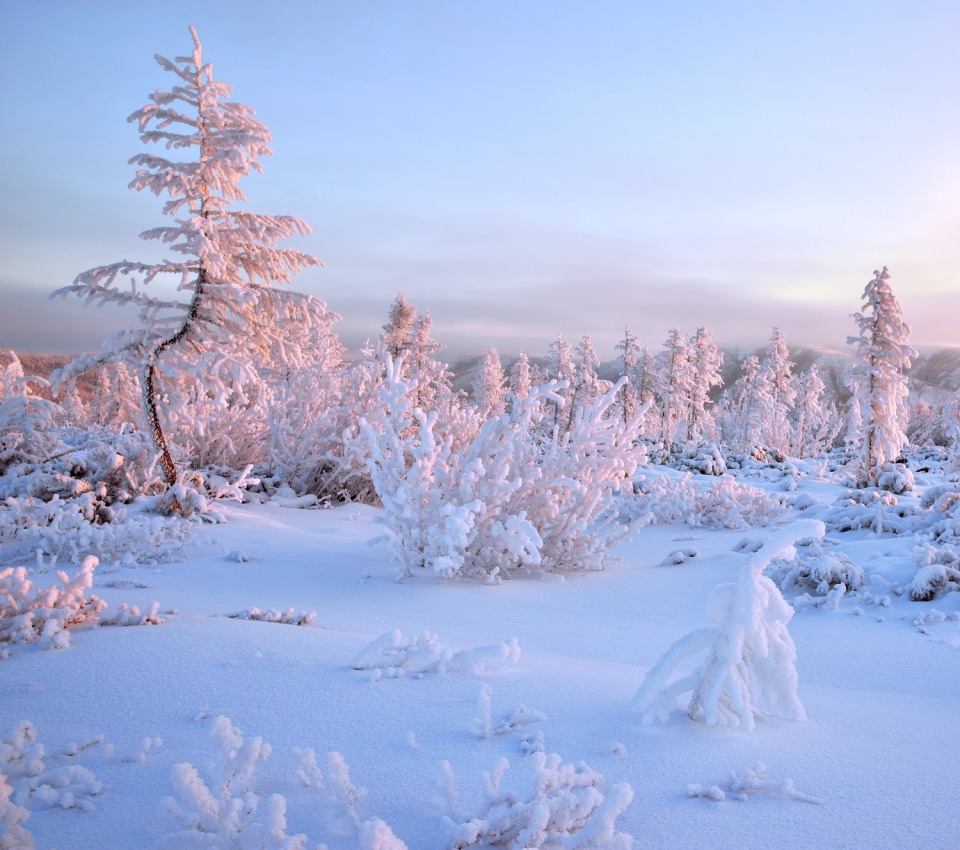 Frosen spruces of the country | spruce, countryside, snow, frost