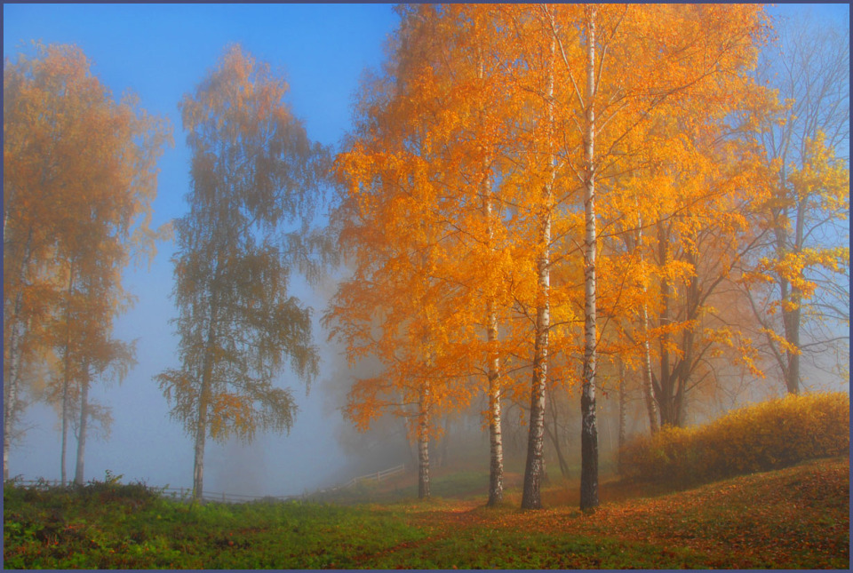 Golden birches in fog | landscape, nature, autumn, golden, trees, birches, grass, fog, leaves, sky