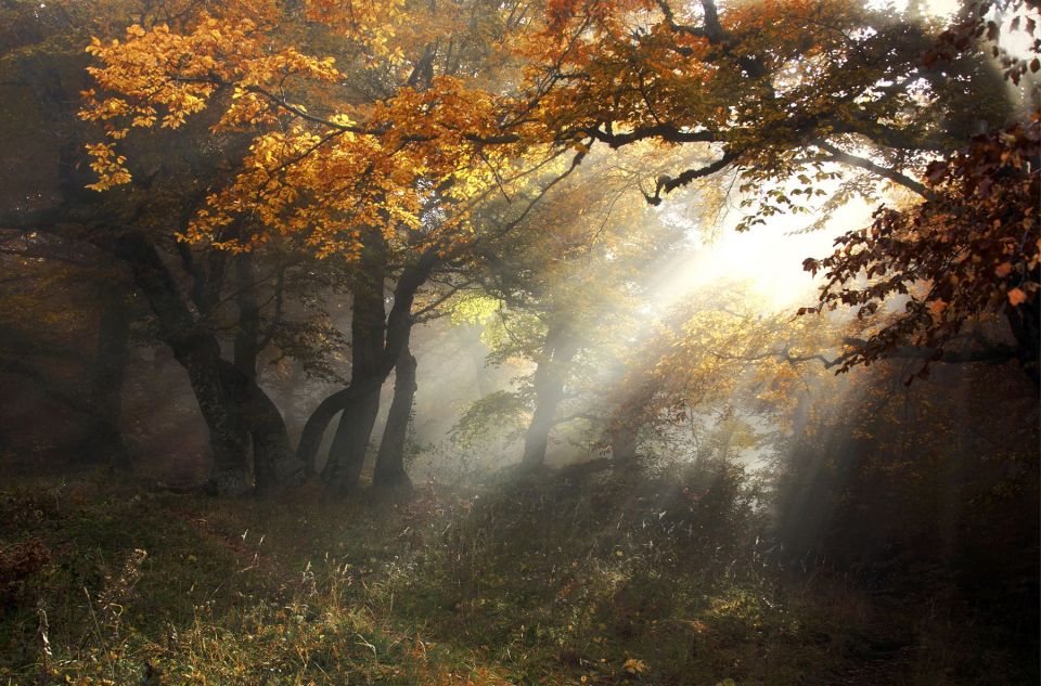 Sunshine in the golden forest | landscape, nature, outdoor, sunshine, trees, grass, autumn, fog, golden , leaves