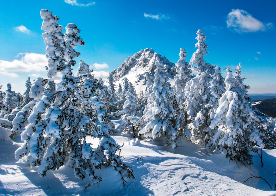 Spruces covered with snow | spruce, winter, snow, sky