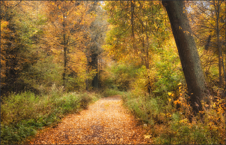 Autumn forest, Optina Hermitage | landscape, nature, autumn, forest, trees, leaves, golden, path, grass, Optina Hermitage