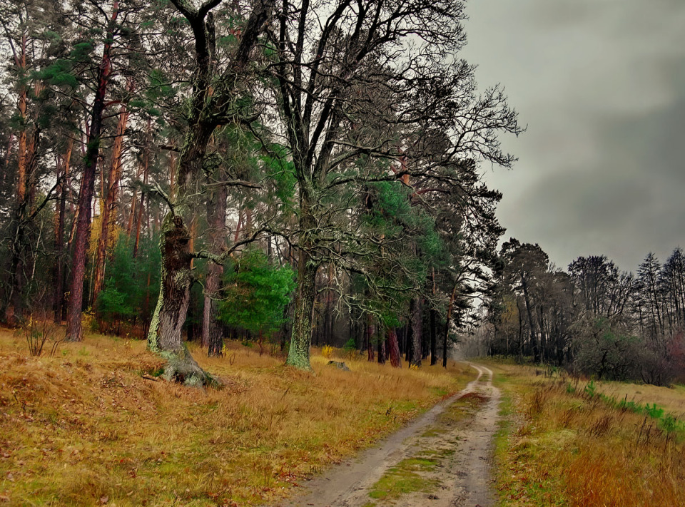 Path in the autumn forest | landscape, outdoor, nature, autumn, forest, sky, trees, path, grass, dull